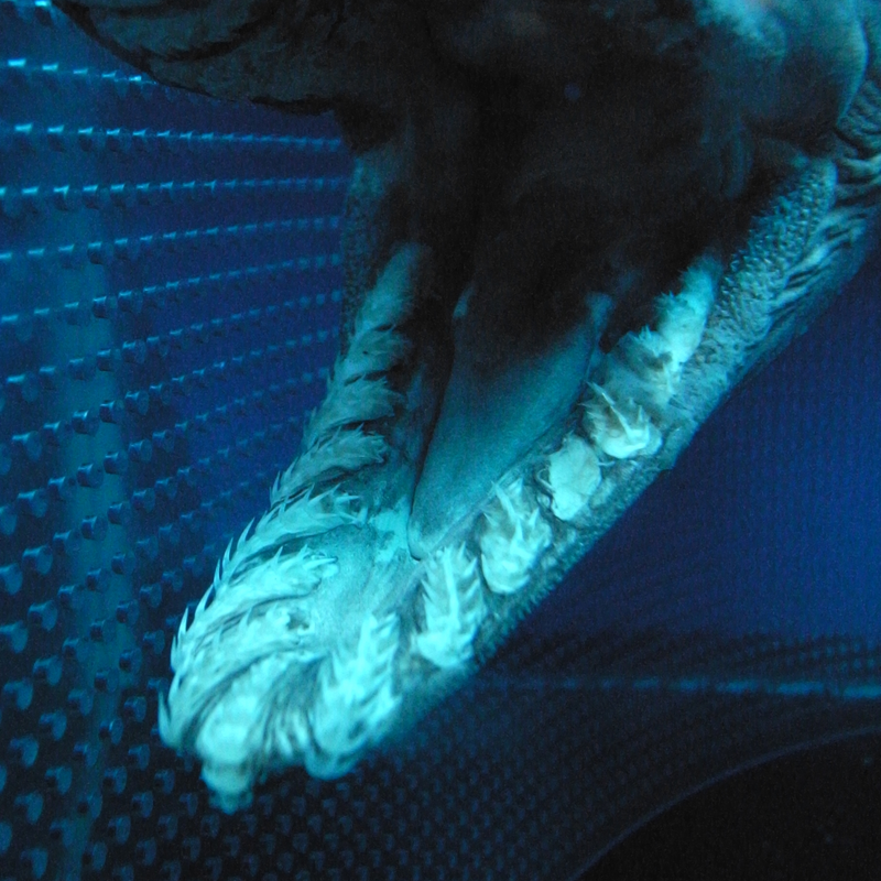 Illustration for article titled ODeck Shark Week: Deep Water Aliens
